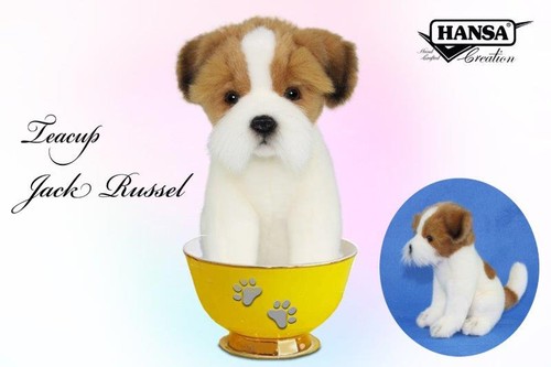 Hansa jack russell - russell, da